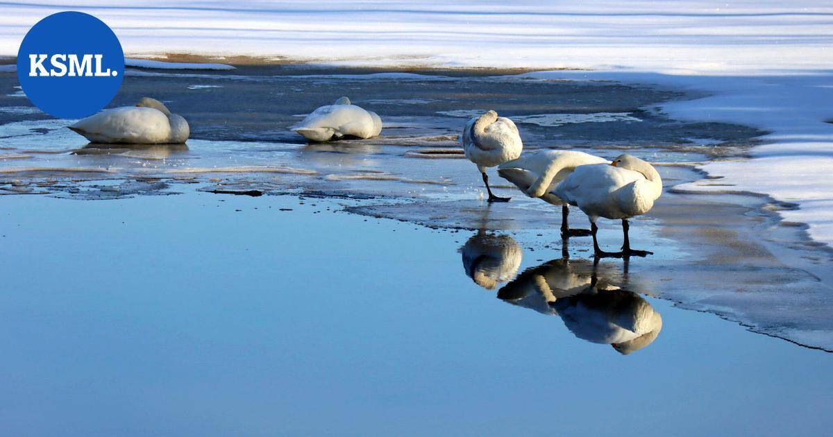 Jäätyneeltä näyttänyt joutsen herätti huolen Säynätsalossa – järvellä köllöttelevällä linnulla ei useimmiten ole hätää | Keski-Suomi