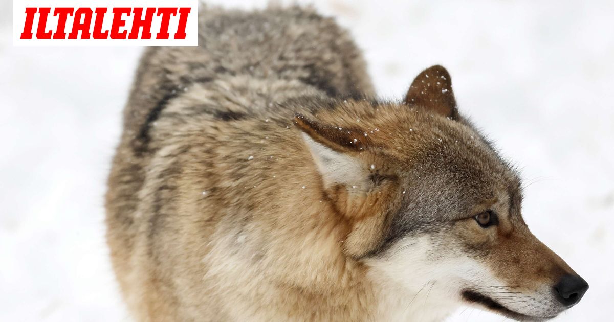 Valiokunta ajautui ilmiriitaan – Syytökset sinkoilivat tiedotustilaisuudessa