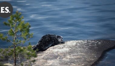 Saimaannorppaa ehdotetaan Etelä-Karjalan maakuntaeläimeksi | Paikalliset