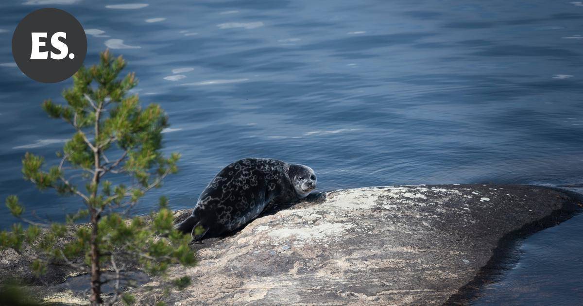 Saimaannorppaa ehdotetaan Etelä-Karjalan maakuntaeläimeksi | Paikalliset