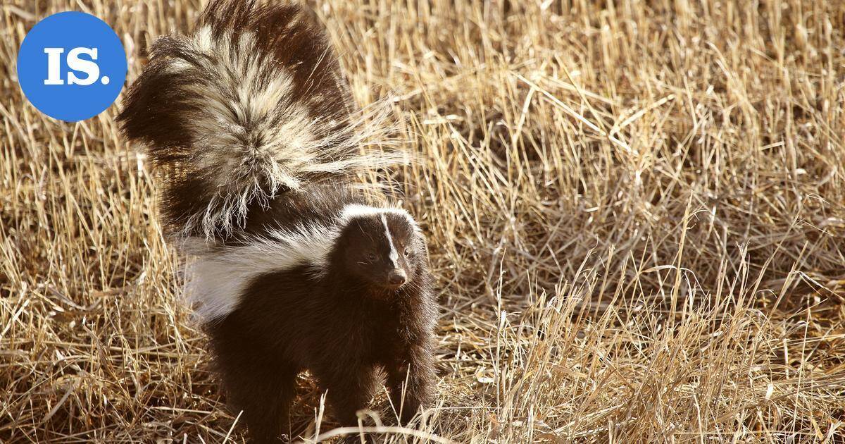 Lepakko, haisunäätä ja elinsiirto: erittäin harvinainen tartuntaketju vei miehen hengen | Uutissuomalainen