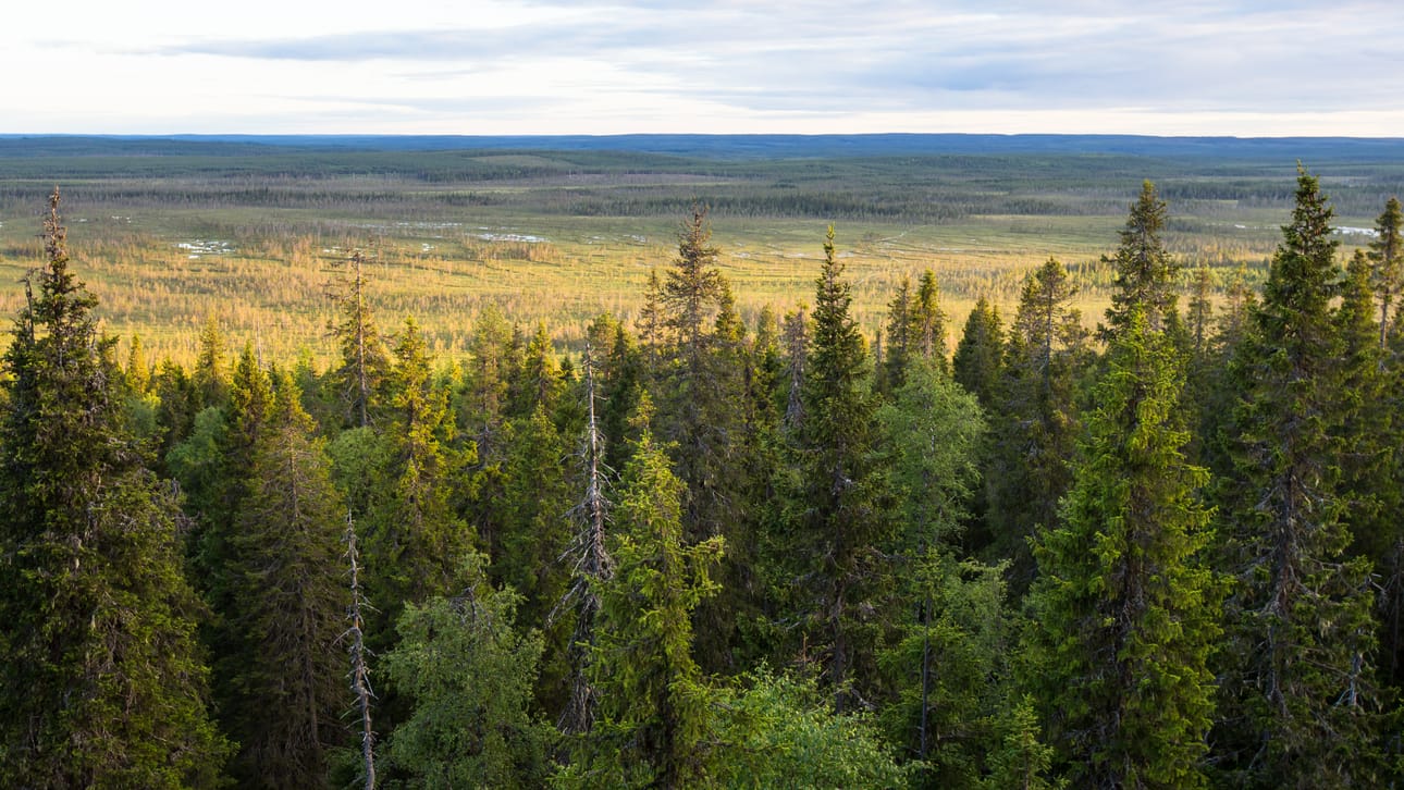 Kuusamon Närängänvaaralla metsää voi ihailla myös ylhäältä käsin.