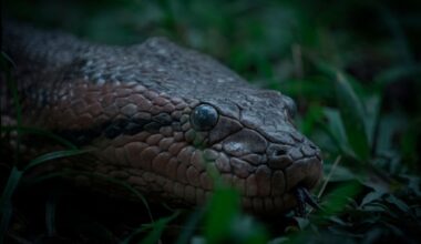 Anakonda on ollut samankokoinen 12 miljoonaa vuotta