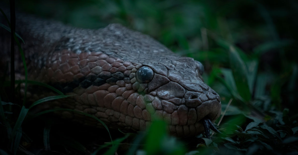 Anakonda on ollut samankokoinen 12 miljoonaa vuotta
