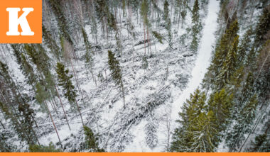 Energiateollisuus: Vaikeat sääolosuhteet ovat hidastaneet Hannes-myrskyn jälkien korjaamista