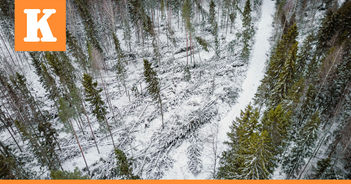 Energiateollisuus: Vaikeat sääolosuhteet ovat hidastaneet Hannes-myrskyn jälkien korjaamista