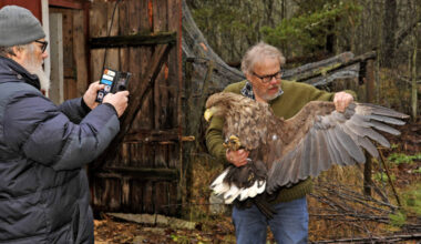 Merikotka saatiin juoksemalla kiinni Somerolla