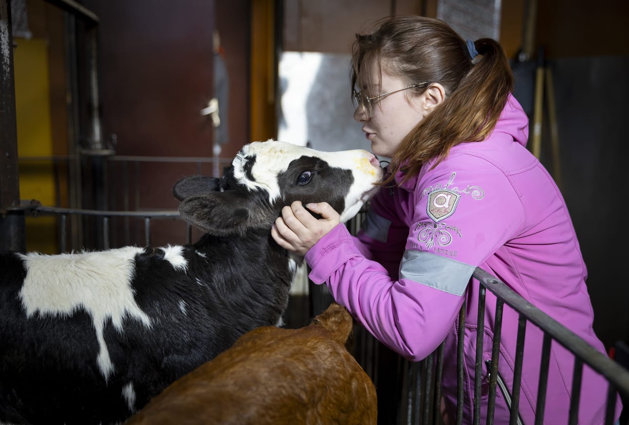 Hepo-ojan syntymäpäivänä 2. marraskuuta maailmaan tullut Aamos-sonnivasikka saa Tarjakselta erityishuomiota.