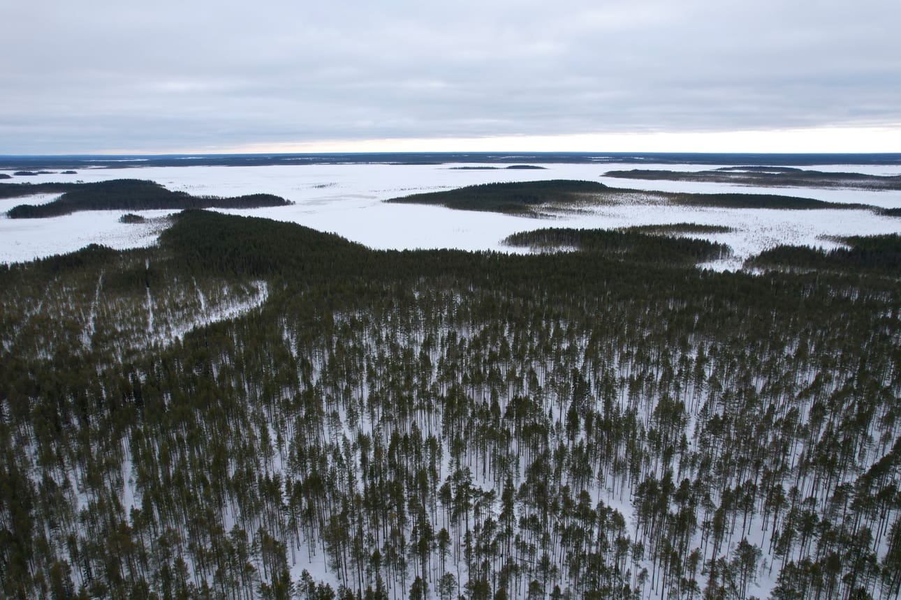 Hallinto-oikeus on kumonnut Olvassuolle myönnetyn luvan susien tappamiseen.