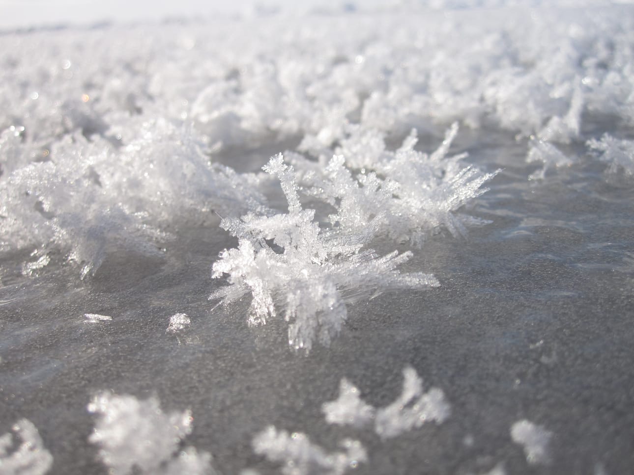 Jääkukkaset tarvitsevat syntyäkseen suolaisen meriveden.