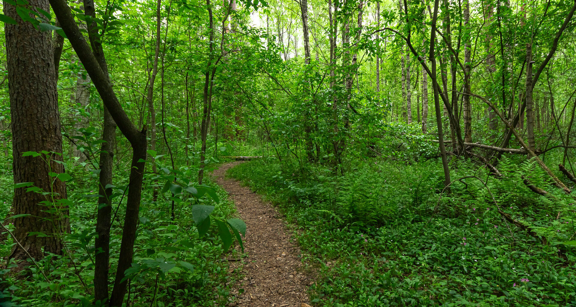 Oulun päättäjille luovutetaan Hietasaaren metsiensuojelualoite – allekirjoittajina 2245 nimeä – Mun Oulu