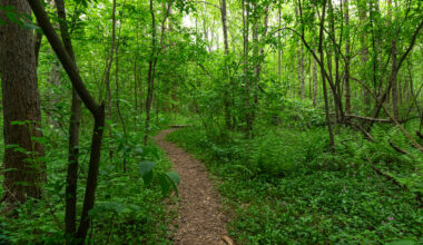 Oulun päättäjille luovutetaan Hietasaaren metsiensuojelualoite – allekirjoittajina 2245 nimeä – Mun Oulu