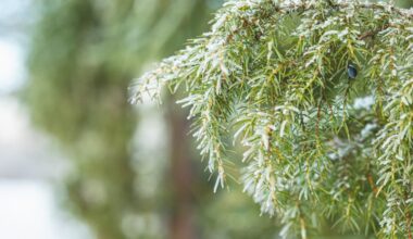 Keski-Suomen hyvinvointialueen sosiaali- ja terveyspalvelut kinnulalaisille