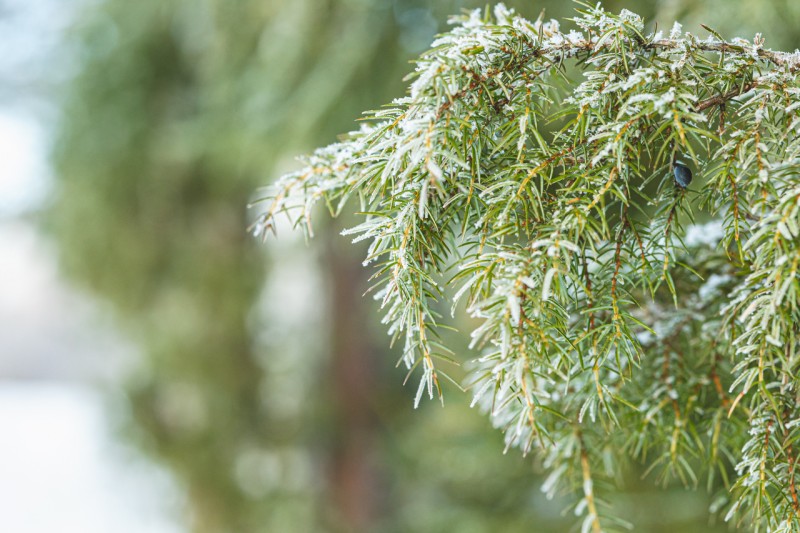 Keski-Suomen hyvinvointialueen sosiaali- ja terveyspalvelut kinnulalaisille