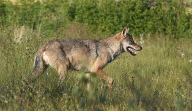 Luonnonsuojeluliitto tuomitsee suden metsästyksen aloittamisen