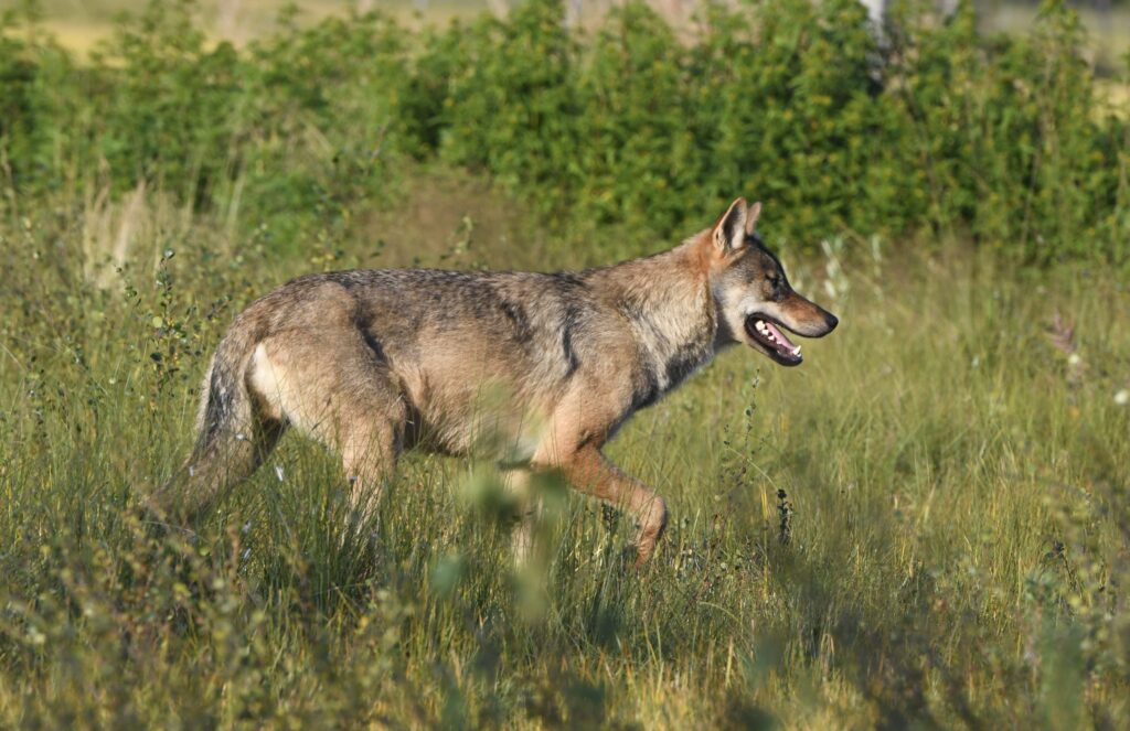 Luonnonsuojeluliitto tuomitsee suden metsästyksen aloittamisen
