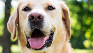 Uudessa tutkimuksessa 264 nykyiseltä koirarodulta löytyi suden perimää