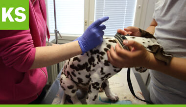 Kunnallisen eläinlääkärin maksut nousevat vuoden alussa