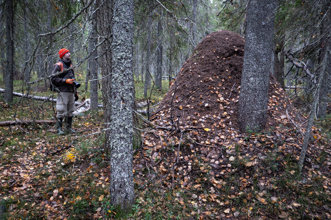 Tällaistakin voi metsässä olla. Jättimäinen muurahaispesä sijaitsee Kuhmon Elimyssalossa.