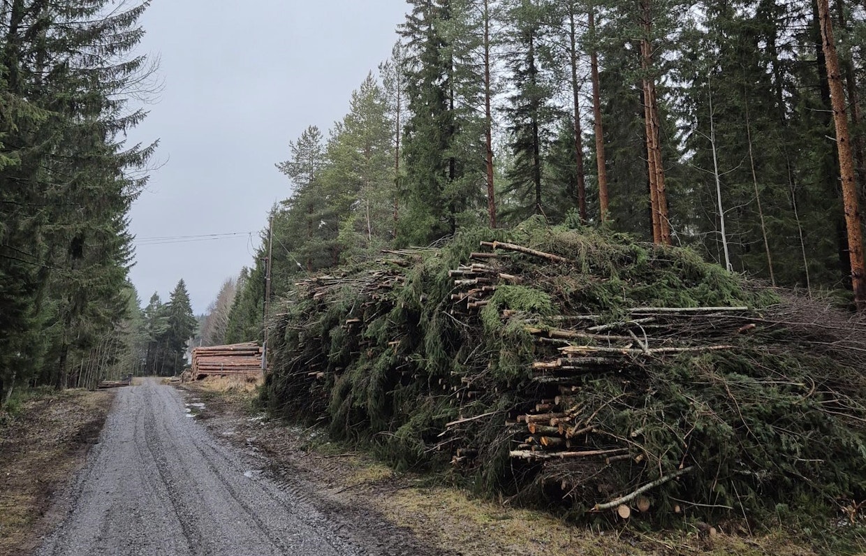 Energiapuuta kertyy hakkuissa ainespuun puun korjuun yhteydessä.