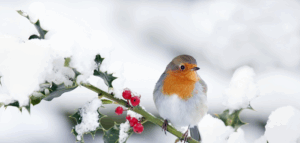 Lue uusin Käyvän hoidon uutiskirje