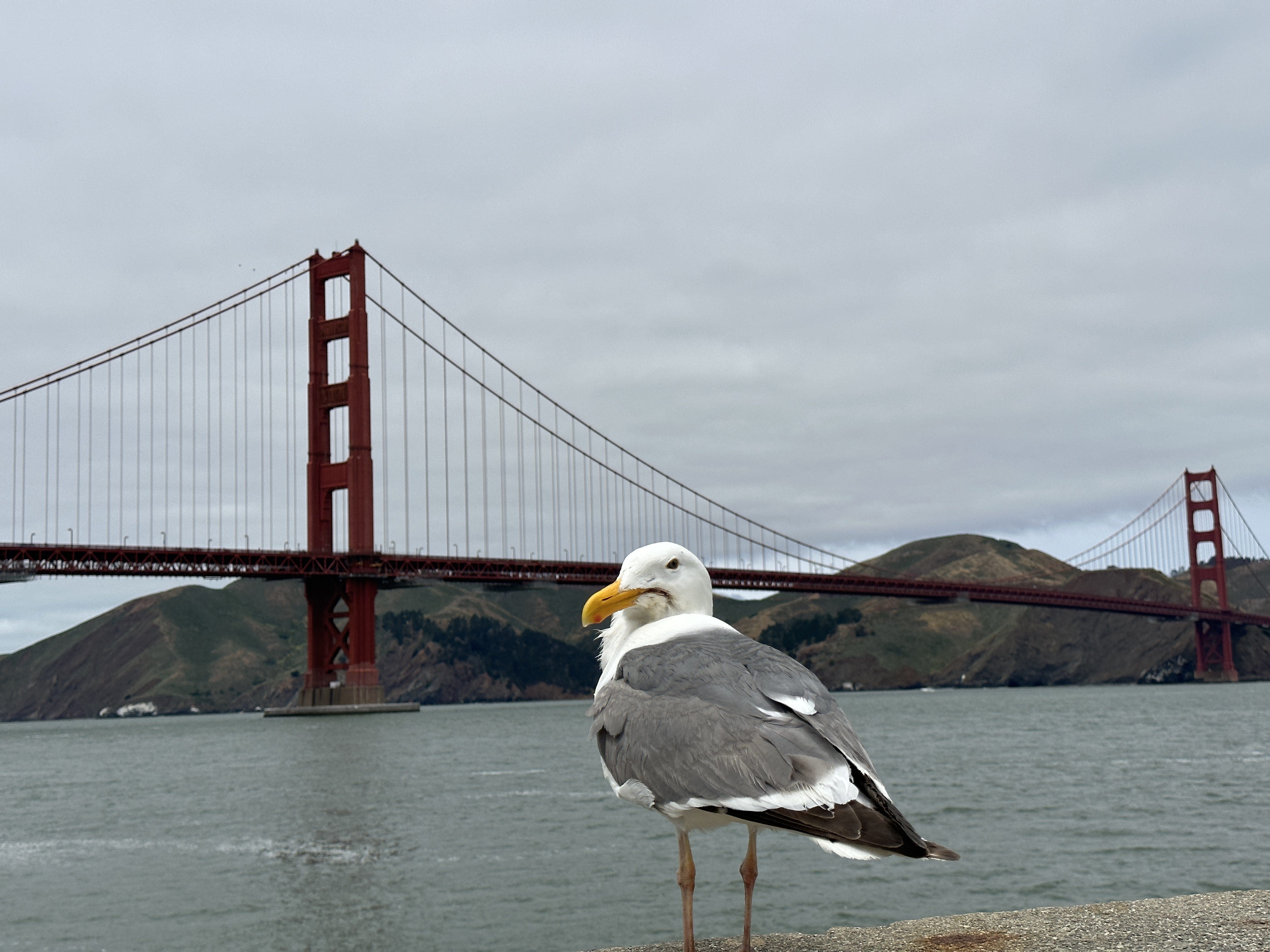 Yhdysvaltojen esikatselu