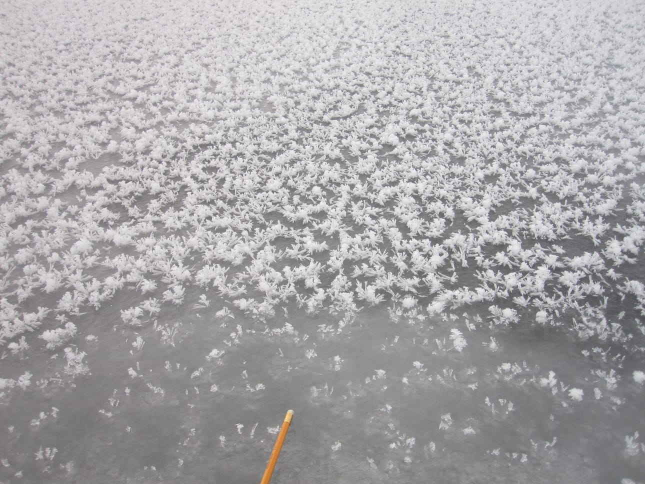 Jääkukkaset tarvitsevat syntyäkseen suolaisen meriveden.