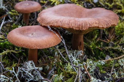 Säteilyturvakeskus sai 900 sieninäytettä tutkimuksiinsa – Suomen luonnosta etsitään yhä Tshernobylin onnettomuuden jäämiä