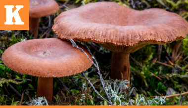 Säteilyturvakeskus sai 900 sieninäytettä tutkimuksiinsa – Suomen luonnosta etsitään yhä Tshernobylin onnettomuuden jäämiä