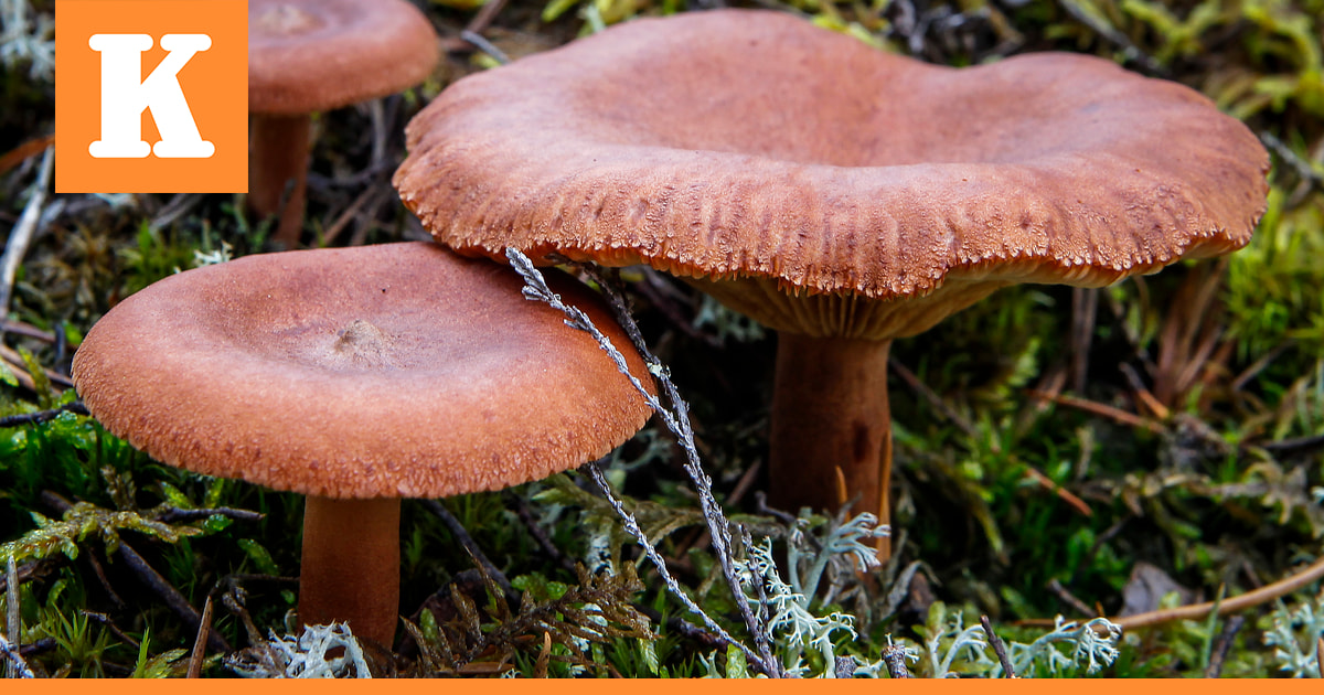 Säteilyturvakeskus sai 900 sieninäytettä tutkimuksiinsa – Suomen luonnosta etsitään yhä Tshernobylin onnettomuuden jäämiä