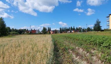 Vihiojanpuiston maisemapelto [Tampereen kaupunki - Luonto ja ympäristö