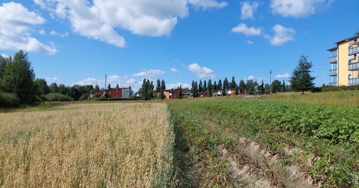 Vihiojanpuiston maisemapelto [Tampereen kaupunki - Luonto ja ympäristö