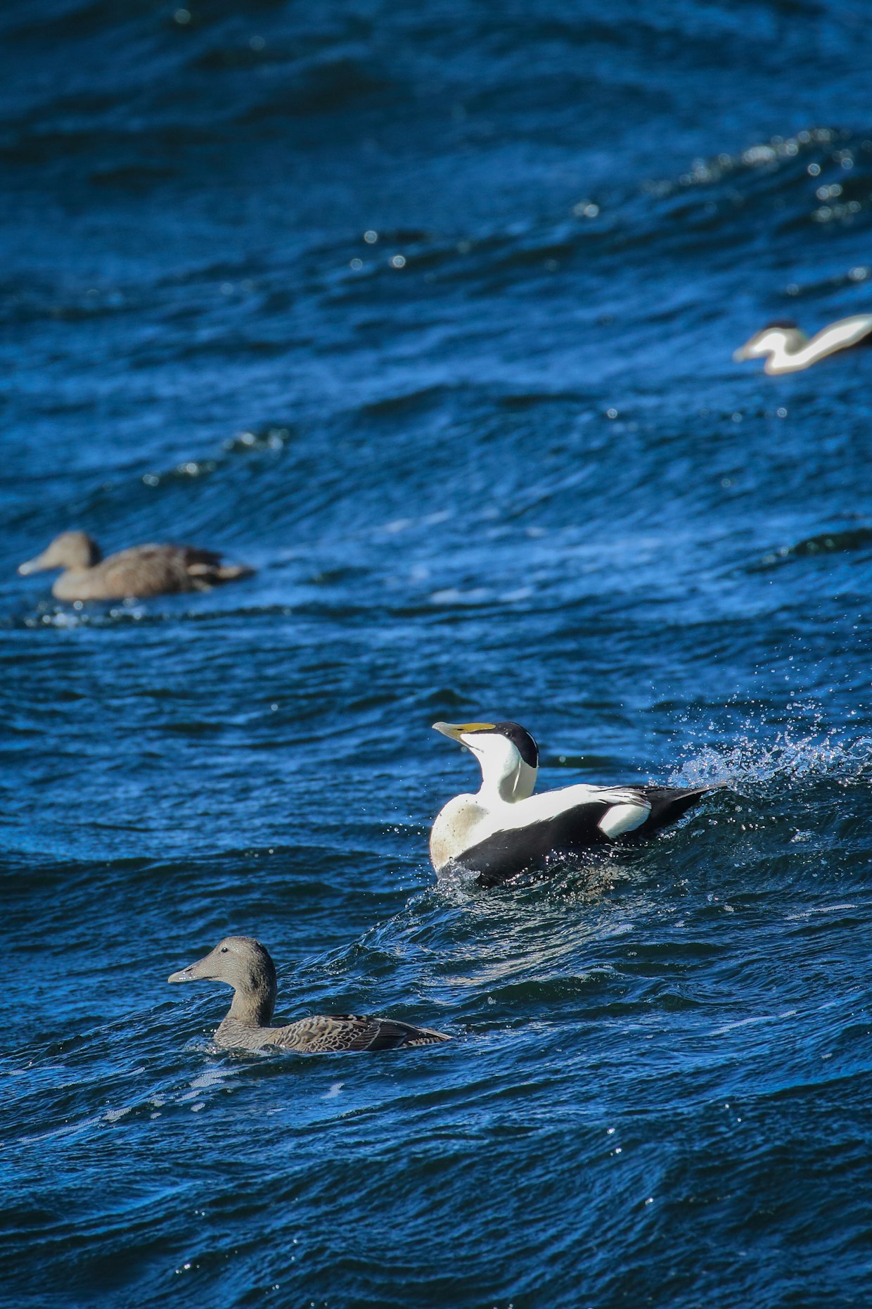 Haahkoista tutkitaan mikromuovia, jota linnut saavat syömistään sinisimpukoista.