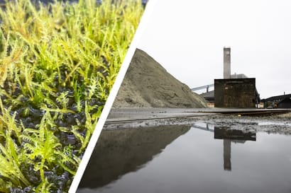 Tutkijat löysivät sattumalta sammalen, joka puhdistaa metalleja vesistä – Seuraavaksi sitä testataan Kalimeenojalla