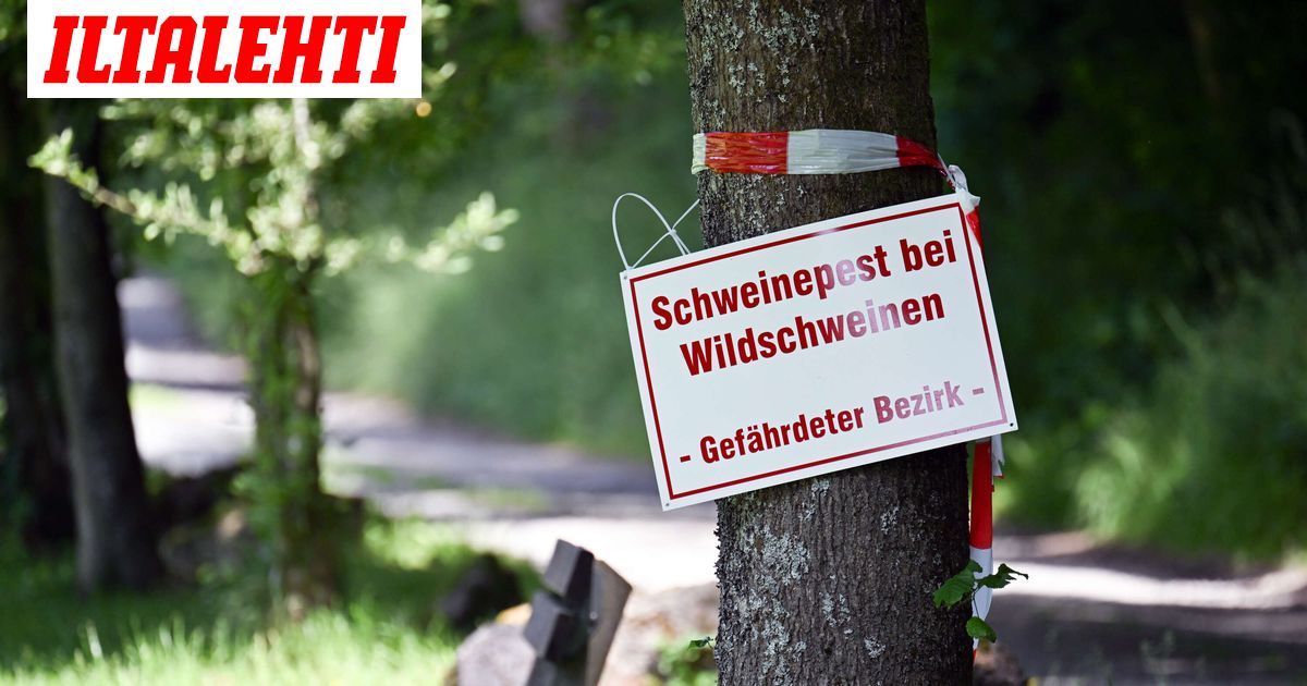 Tappava tartuntatauti leviää Euroopassa – Ruokavirasto: Suuri uhka