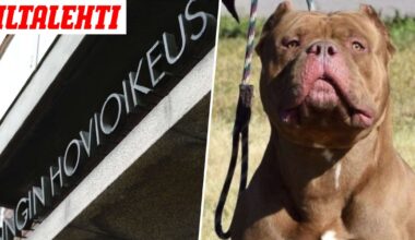 Pariskunnan tappajakoirien uhreiksi joutui ihmisiä ja koiria – Määrättiin lopetettavaksi