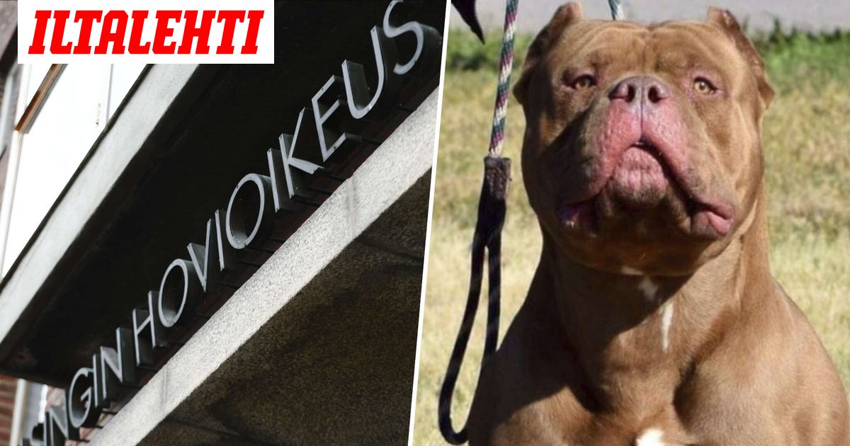 Pariskunnan tappajakoirien uhreiksi joutui ihmisiä ja koiria – Määrättiin lopetettavaksi