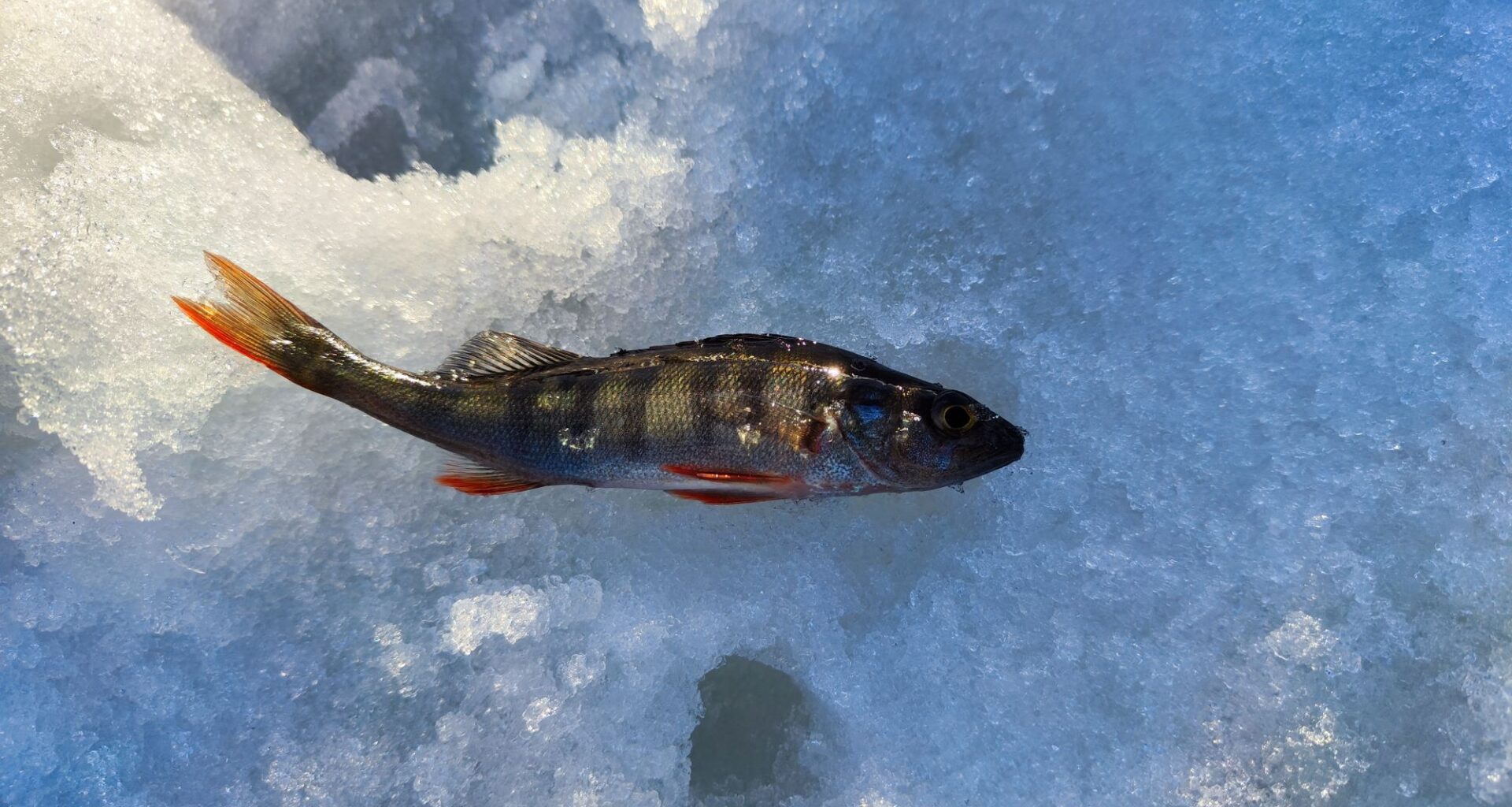 Iso-Peräinen-järven kaloja ei tule käyttää ravinnoksi