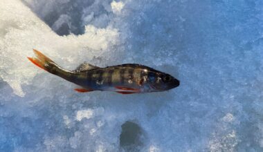 Iso-Peräinen-järven kaloja ei tule käyttää ravinnoksi