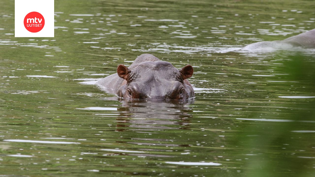 Kolumbiassa etsitään ratkaisua erikoiseen ongelmaan – Pablo Escobarin virtahevot lisääntyvät nopeasti