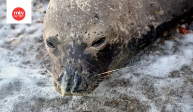 Orpo munkkihylje Bill pelastui