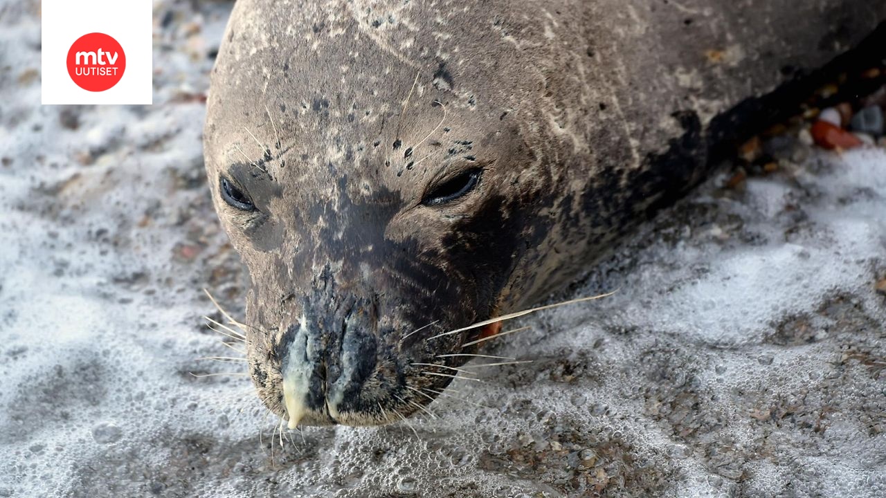 Orpo munkkihylje Bill pelastui