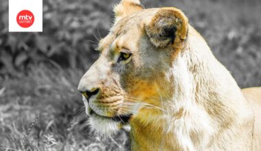 Kuvituskuvan naarasleijona ei liity uutiseen.