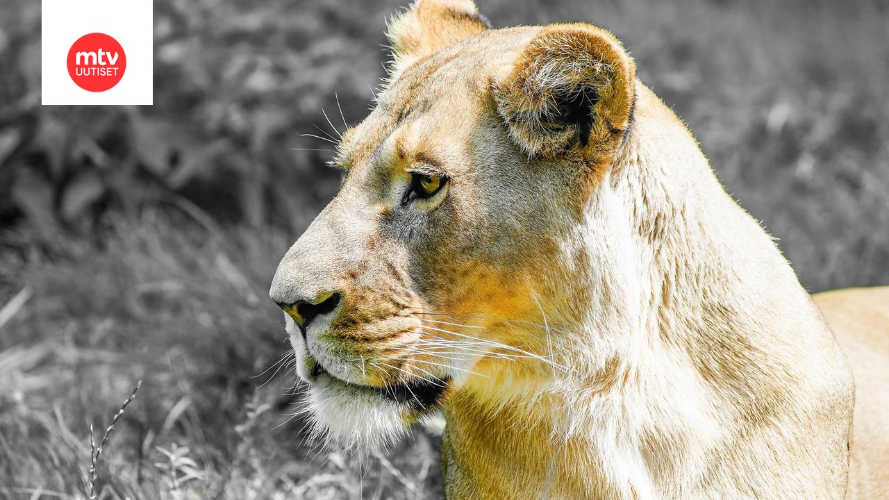 Kuvituskuvan naarasleijona ei liity uutiseen.
