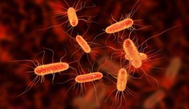Tutkijat kehittivät uuden tavan mitata tartuttavuutta: verenmyrkytystä aiheuttava E. coli -suolistobakteeri voi levitä kuin influenssavirus