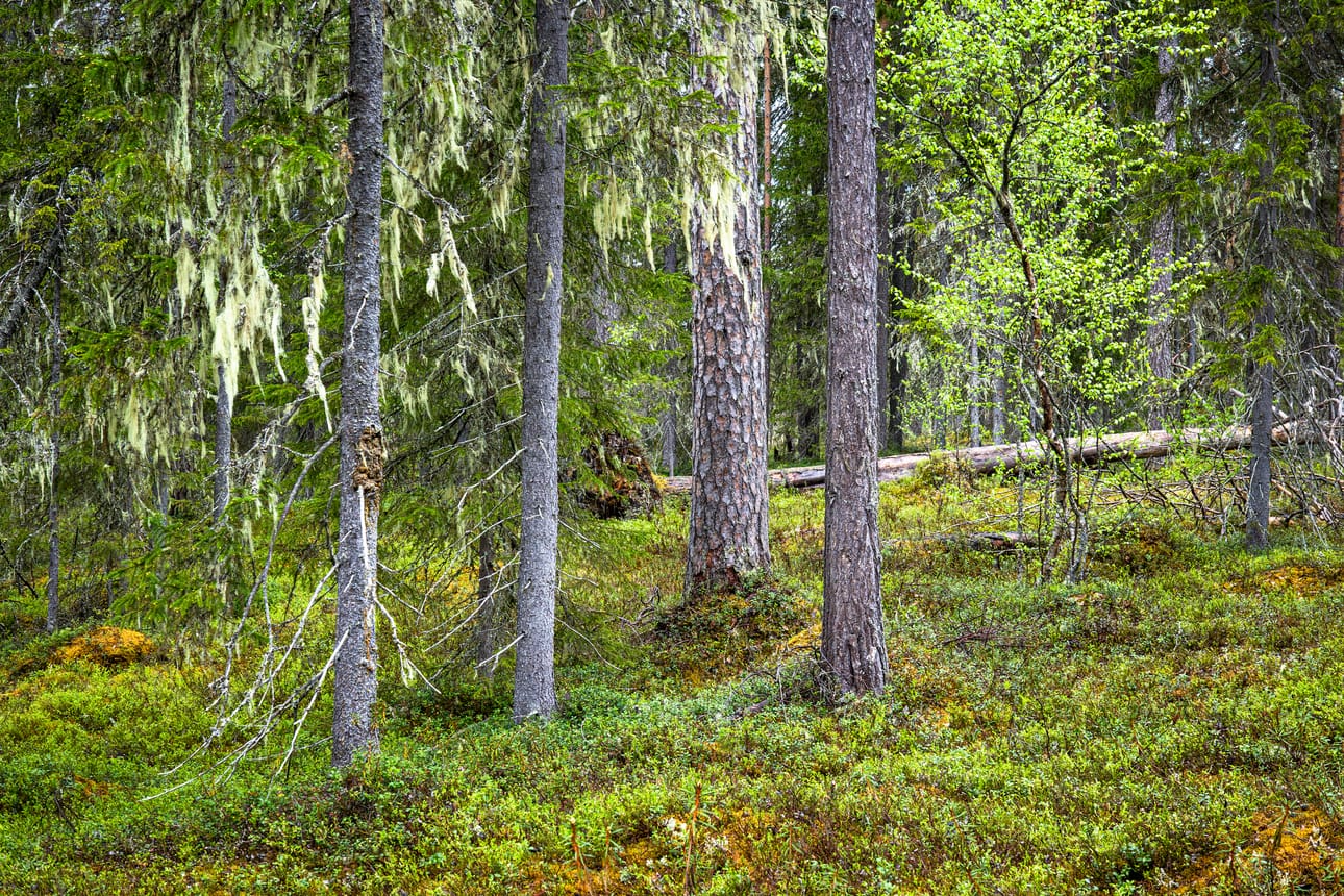 Saarijärven alue Suomussalmella on hyvä päiväretkikohde. Siellä kainuulaisten metsien koko olemus esittäytyy aika pienellä aarnialueella.