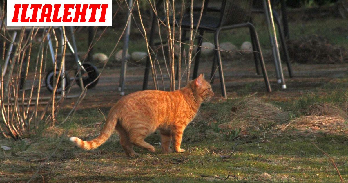 Kajaanin kissan tapaus on ratkennut – "Todella noloa"