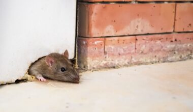 Rotat hakeutuvat nyt sisätiloihin – rottiin liittyvät havainnot selkeässä kasvussa