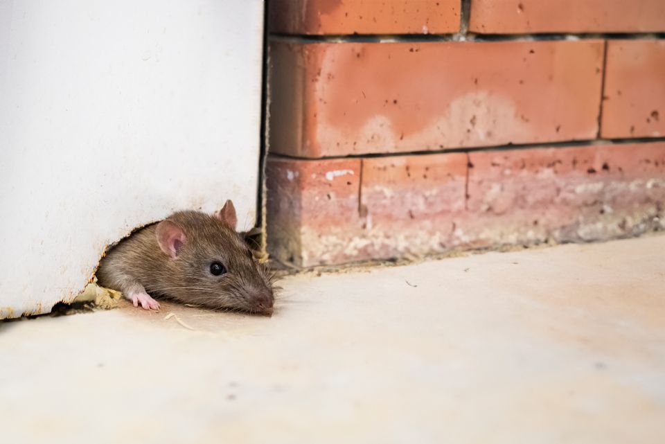 Rotat hakeutuvat nyt sisätiloihin – rottiin liittyvät havainnot selkeässä kasvussa