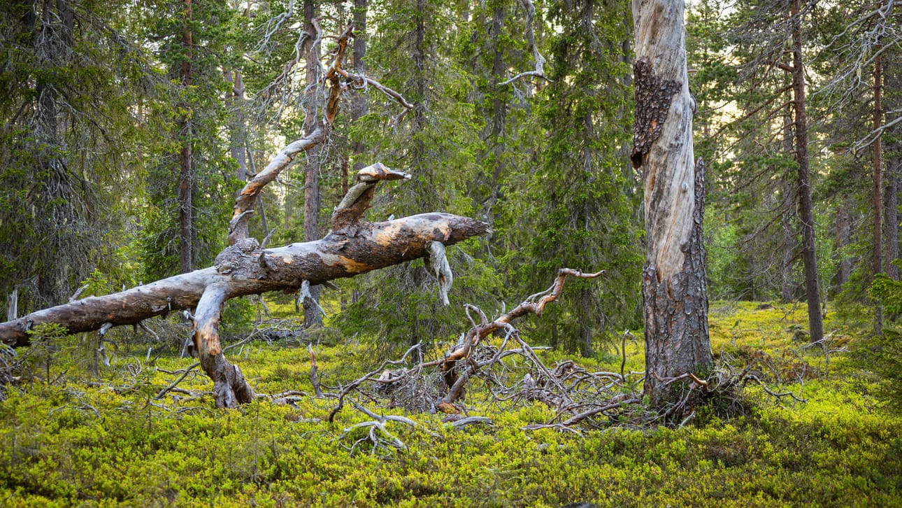Ikimetsät ovat paitsi tärkeitä kaikelle luonnon monimuotoisuudelle myös häikäisevän kiinnostavia retkikohteita.